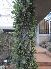Ficus ilicina