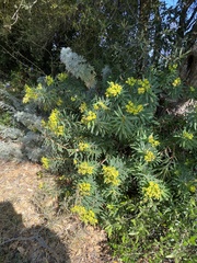 Euphorbia dendroides