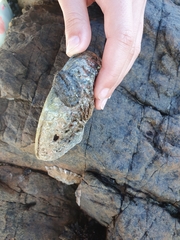 Acanthochitona garnoti