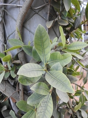 Ficus ilicina