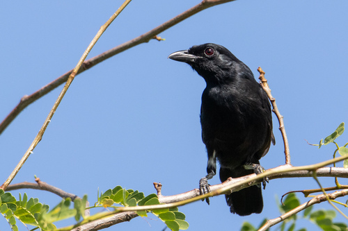 Coastal Boubou (Laniarius nigerrimus) · iNaturalist