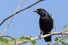 Black Boubou photo 1
