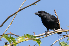 Black Boubou photo 2