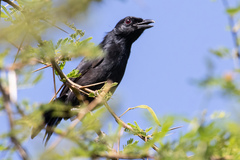 Black Boubou photo 3