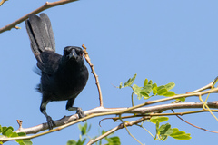 Black Boubou photo 4