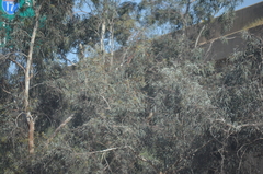 Eucalyptus