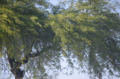 Prosopis
