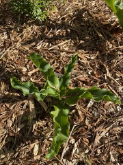 Veltheimia
