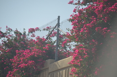Bougainvillea