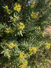 Euphorbia dendroides