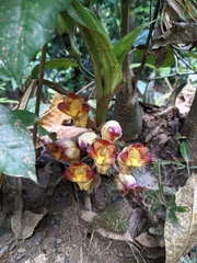 Acanthophippium bicolor