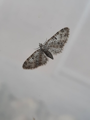 Eupithecia abbreviata