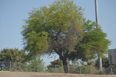 Prosopis
