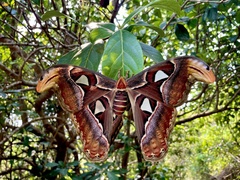Attacus