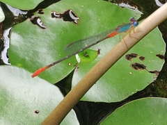 Ceriagrion cerinorubellum
