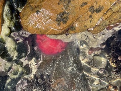 Dromidia hirsutissima