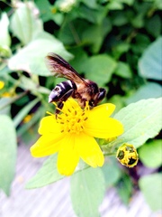 Apis dorsata breviligula