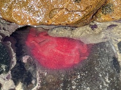 Dromidia hirsutissima