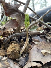 Smilax nipponica