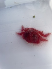 Dromidia hirsutissima