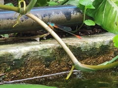 Ceriagrion cerinorubellum