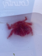 Dromidia hirsutissima