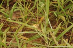 Colotis vesta mutans
