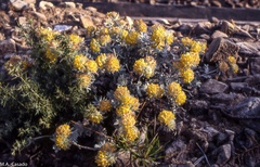 Anthyllis tejedensis