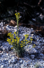 Erysimum myriophyllum