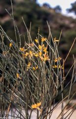 Genista spartioides
