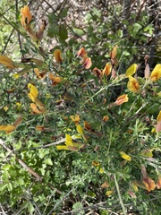 Chamaecytisus spinescens