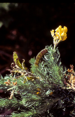 Adenocarpus decorticans