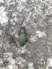 Carabus melancholicus