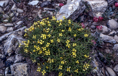 Vella spinosa