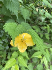 Kerria japonica