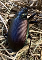 Calosoma oceanicum