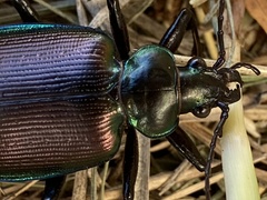 Calosoma oceanicum