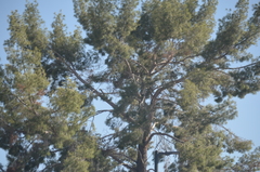 Pinus