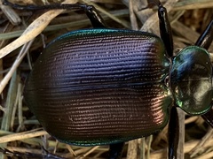 Calosoma oceanicum