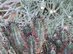 Euphorbia stellispina