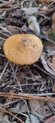 Suillus salmonicolor