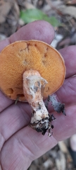 Suillus salmonicolor