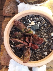 Gasteria carinata