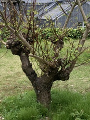 Erythrina × bidwillii