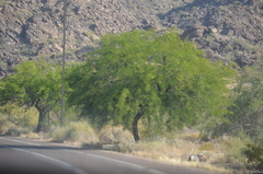 Prosopis glandulosa