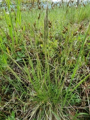 Festuca rupicola