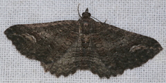 Eucymatoge scotodes