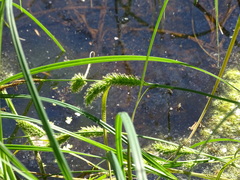 Carex atherodes