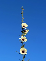 Hibiscus cannabinus