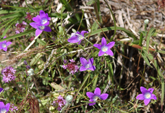 Campanula patula
